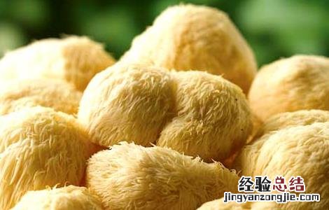 猴头菇产地分布有哪些地区 猴头菇产地分布有哪些?