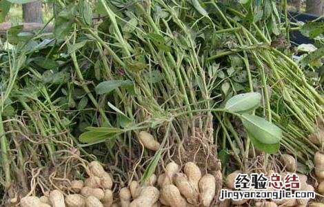 我国花生产地主要有哪些对方 我国重要的花生产地是哪里