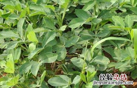 我国花生产地主要有哪些对方 我国重要的花生产地是哪里