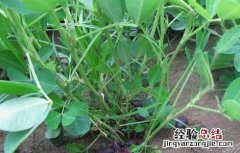 黑花生产地主要有哪些地方 黑花生产地主要有哪些地方