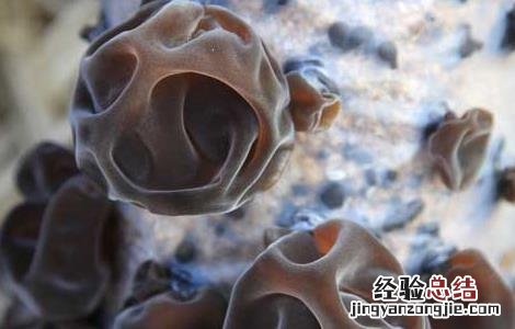 木耳产地主要有那些地方的特产 木耳产地主要有那些地方