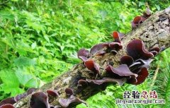 木耳产地主要有那些地方的特产 木耳产地主要有那些地方
