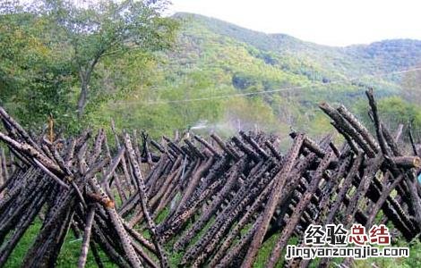 木耳产地主要有那些地方的特产 木耳产地主要有那些地方