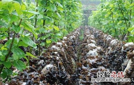 木耳产地主要有那些地方的特产 木耳产地主要有那些地方