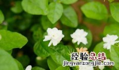 茉莉花的叶子发黄是什么原因 茉莉花的叶子发黄是什么原因,怎么处理?