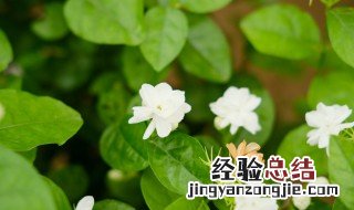 茉莉花的叶子发黄是什么原因 茉莉花的叶子发黄是什么原因,怎么处理?