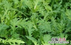 茼蒿栽培技术和病虫害防治 茼蒿的栽培技术