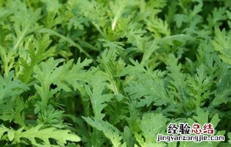 茼蒿栽培技术和病虫害防治 茼蒿的栽培技术