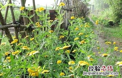 茼蒿栽培技术和病虫害防治 茼蒿的栽培技术