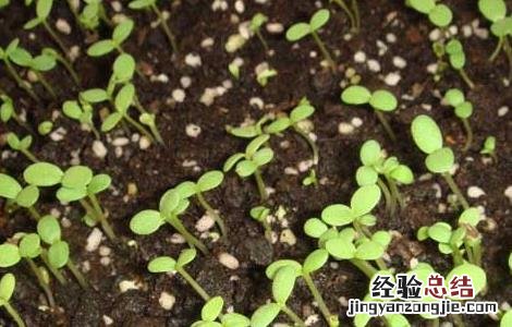 茼蒿的种植时间