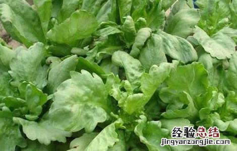 茼蒿的种植时间