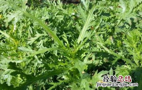 茼蒿的种植时间