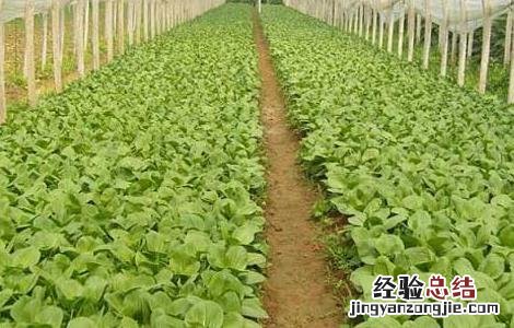 大棚蔬菜种植利润 大棚蔬菜种植利润有多大
