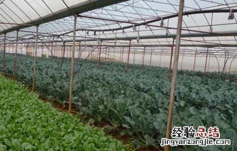 大棚蔬菜种植利润 大棚蔬菜种植利润有多大