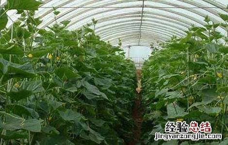 大棚蔬菜种植利润 大棚蔬菜种植利润有多大