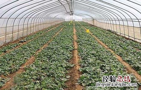 大棚蔬菜种植利润 大棚蔬菜种植利润有多大