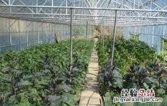 大棚蔬菜种植利润 大棚蔬菜种植利润有多大