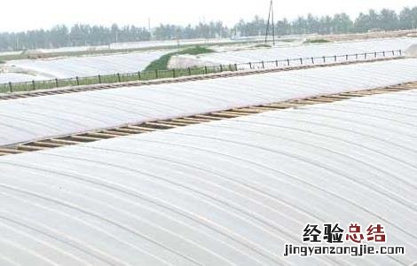 蔬菜大棚的建设技术 蔬菜大棚的建设技术要求