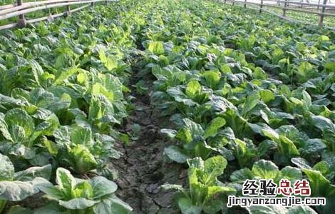 蔬菜大棚的建设技术 蔬菜大棚的建设技术要求