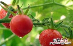 西红柿种子怎么种视频 西红柿种子怎么种