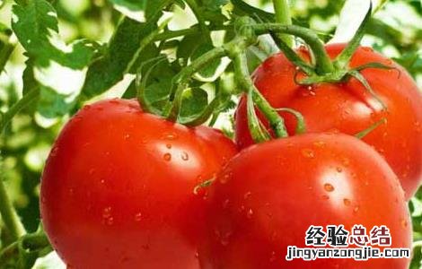 西红柿种子怎么种视频 西红柿种子怎么种