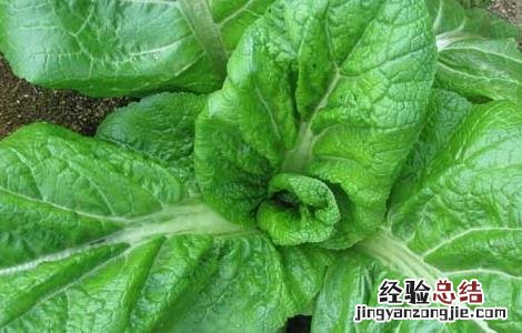 青菜的四季种植方法 四季青青菜的种植方法