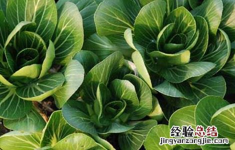 青菜的四季种植方法 四季青青菜的种植方法