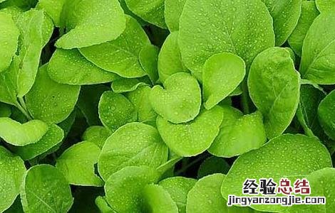 青菜的四季种植方法 四季青青菜的种植方法