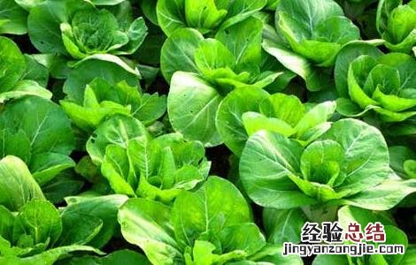 青菜的四季种植方法 四季青青菜的种植方法