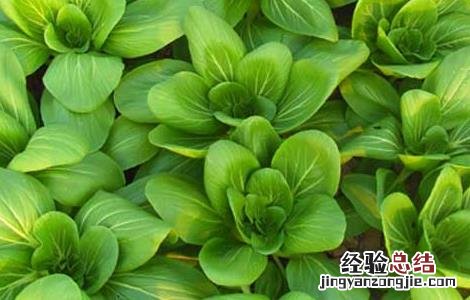 青菜的四季种植方法 四季青青菜的种植方法