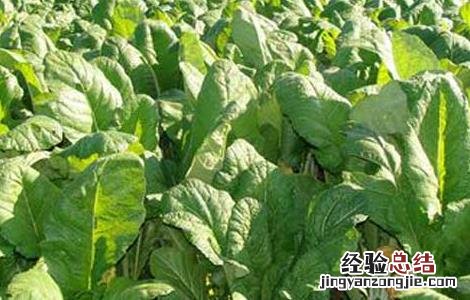 青菜的四季种植方法 四季青青菜的种植方法