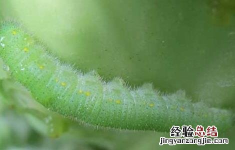 青菜主要虫害的防治方法 青菜的病虫害防治方法