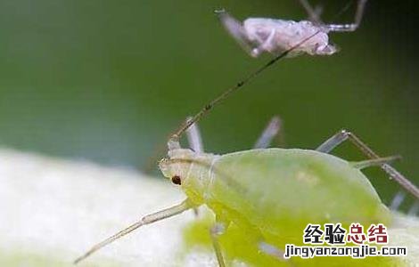 青菜主要虫害的防治方法 青菜的病虫害防治方法