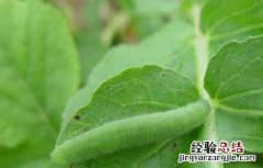 青菜主要虫害的防治方法 青菜的病虫害防治方法