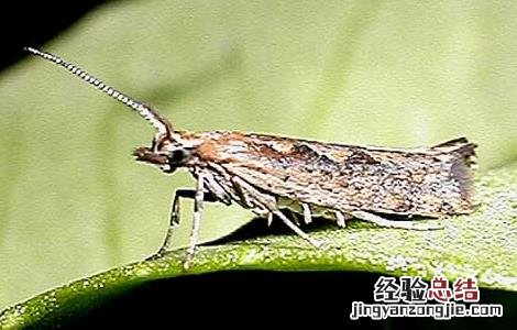 青菜主要虫害的防治方法 青菜的病虫害防治方法
