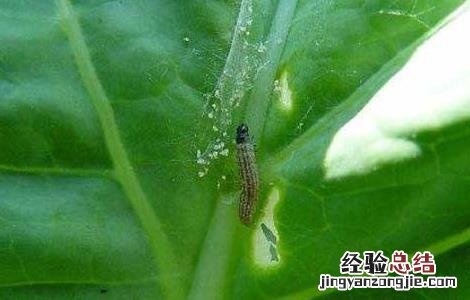 青菜主要虫害的防治方法 青菜的病虫害防治方法