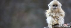 猴子能当宠物养吗? 猴子可以当宠物养吗
