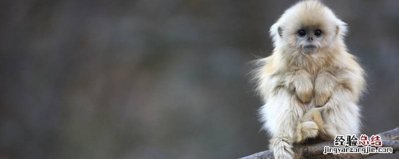 猴子能当宠物养吗? 猴子可以当宠物养吗
