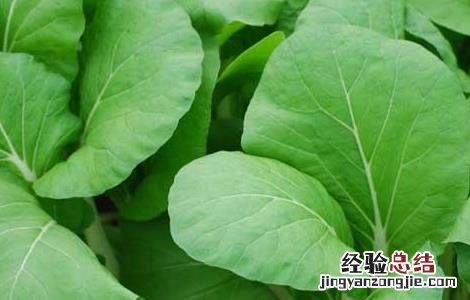 有机蔬菜种植技术培训 有机蔬菜种植技术