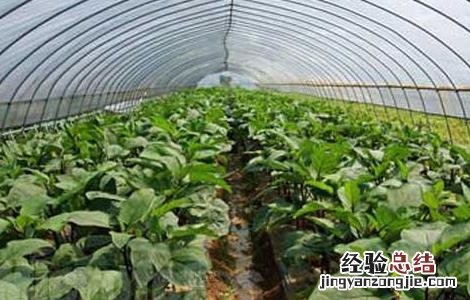 有机蔬菜种植技术培训 有机蔬菜种植技术