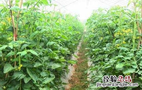 有机蔬菜种植技术培训 有机蔬菜种植技术