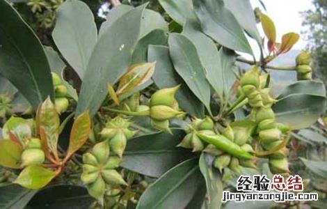 八角是什么科 八角是什么