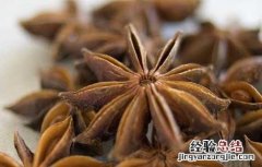 八角是什么科 八角是什么