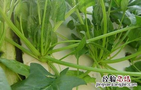 菠菜常见病虫害防治方法图片 菠菜常见病虫害防治方法