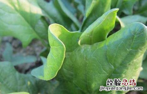 菠菜常见病虫害防治方法图片 菠菜常见病虫害防治方法
