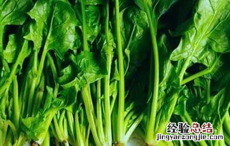 菠菜常见病虫害防治方法图片 菠菜常见病虫害防治方法