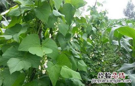 芸豆的种植技术 芸豆的种植技术及管理