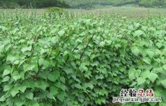 芸豆的种植技术 芸豆的种植技术及管理