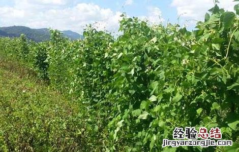 芸豆的种植技术 芸豆的种植技术及管理