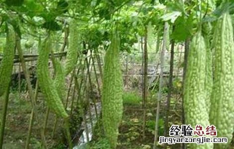 苦瓜的种植时间 苦瓜的种植时间和方法